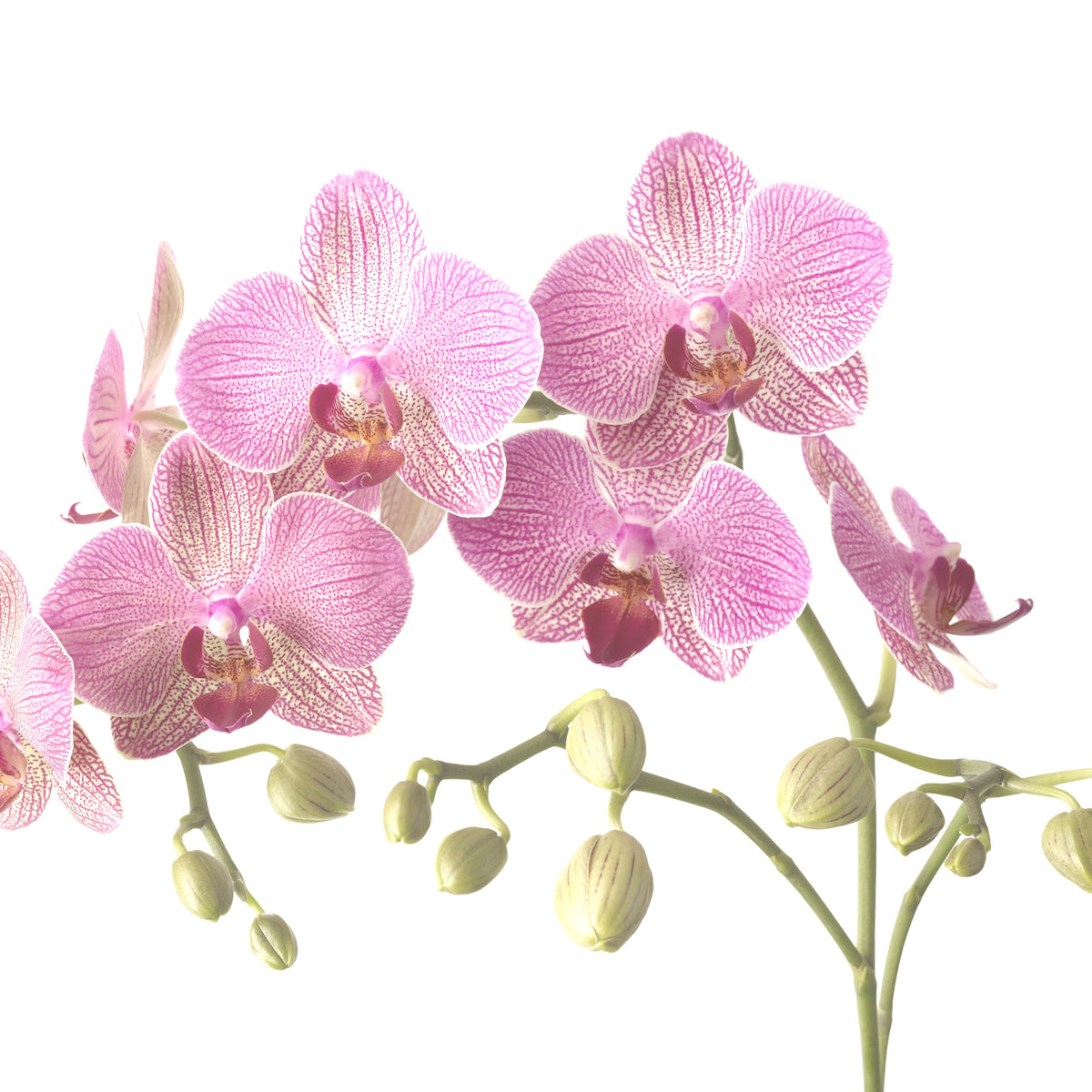 Phalenopsis Orchid image 0