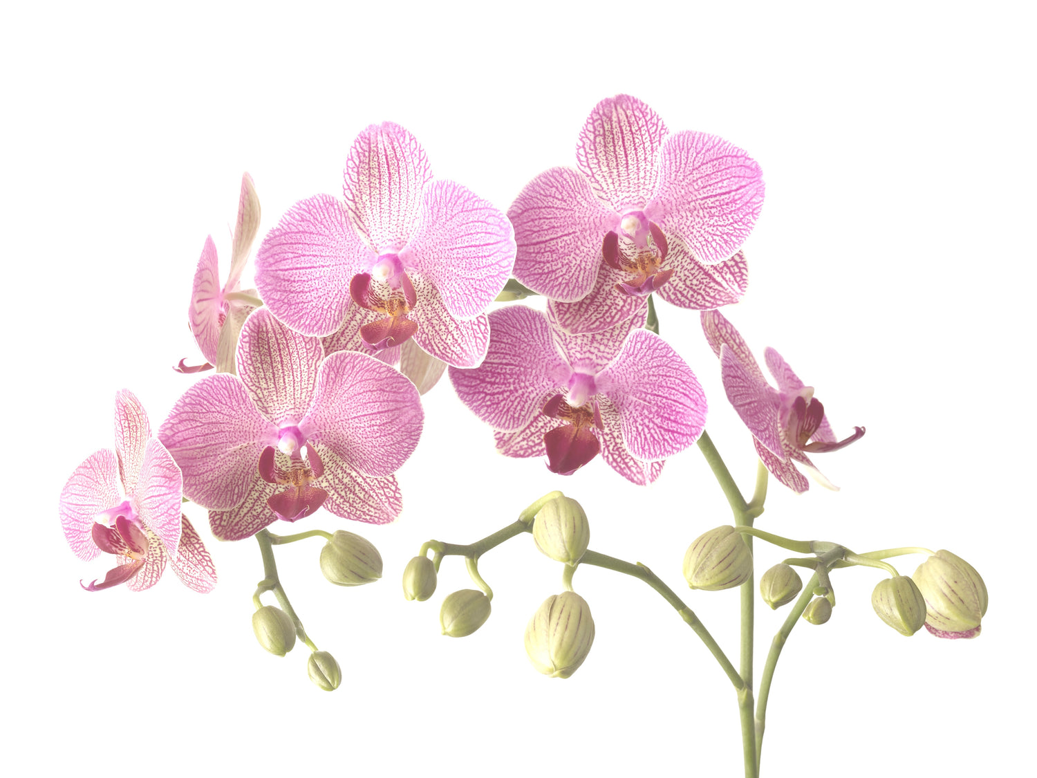 Phalenopsis Orchid image 0