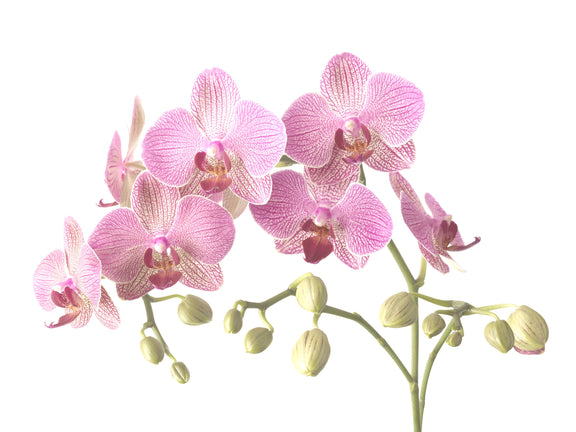 Phalenopsis Orchid image 0