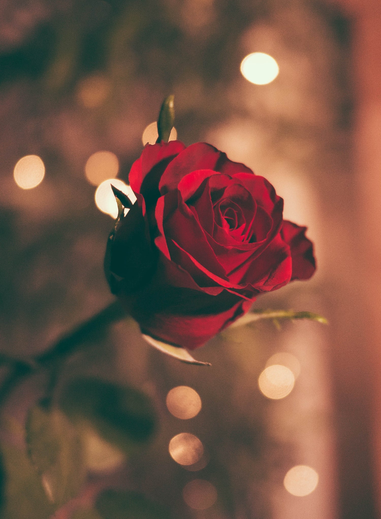Single Red Rose image 0