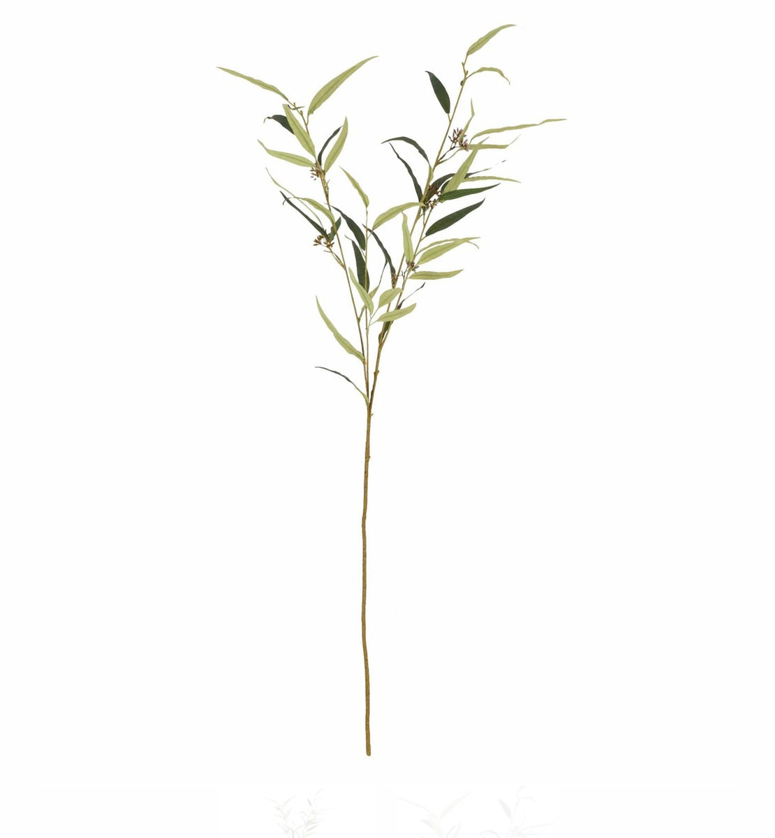 Eucalyptus Citriodora Single Stem 110cm Tall