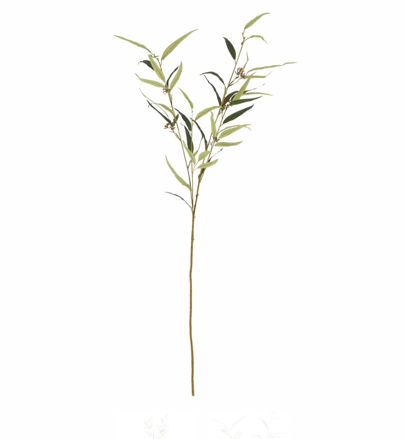 Eucalyptus Citriodora Single Stem 110cm Tall