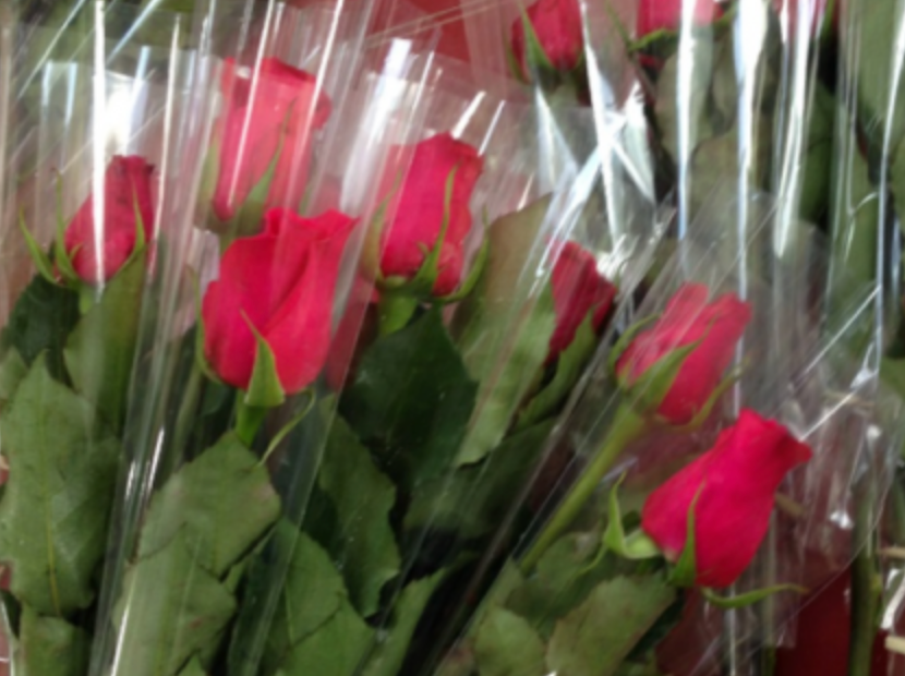 Wrapped Single Rose image 0